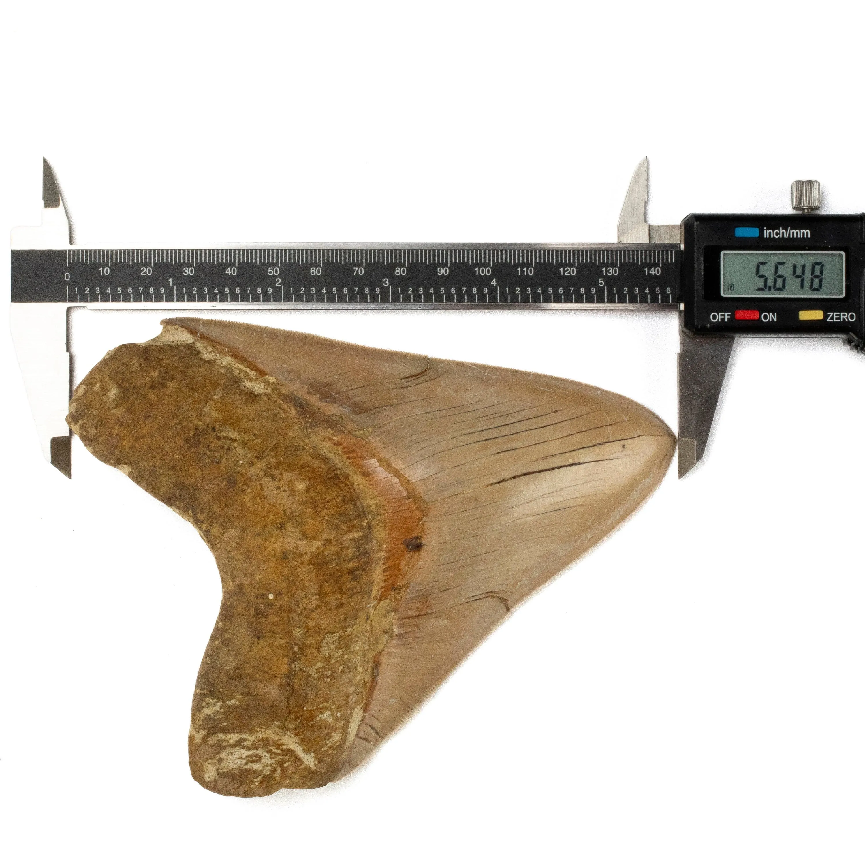 Natural Megalodon Tooth from Indonesia - 5.7