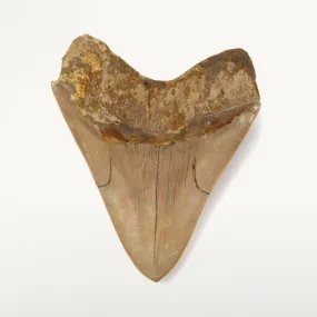 Natural Megalodon Tooth from Indonesia - 5.7