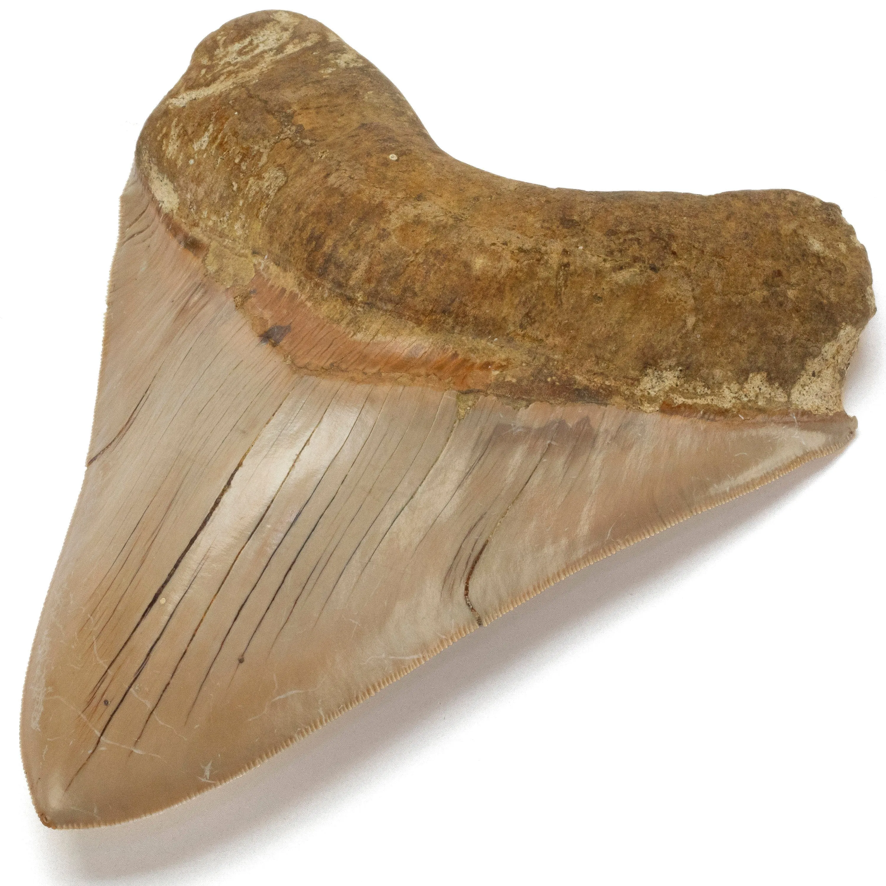 Natural Megalodon Tooth from Indonesia - 5.7