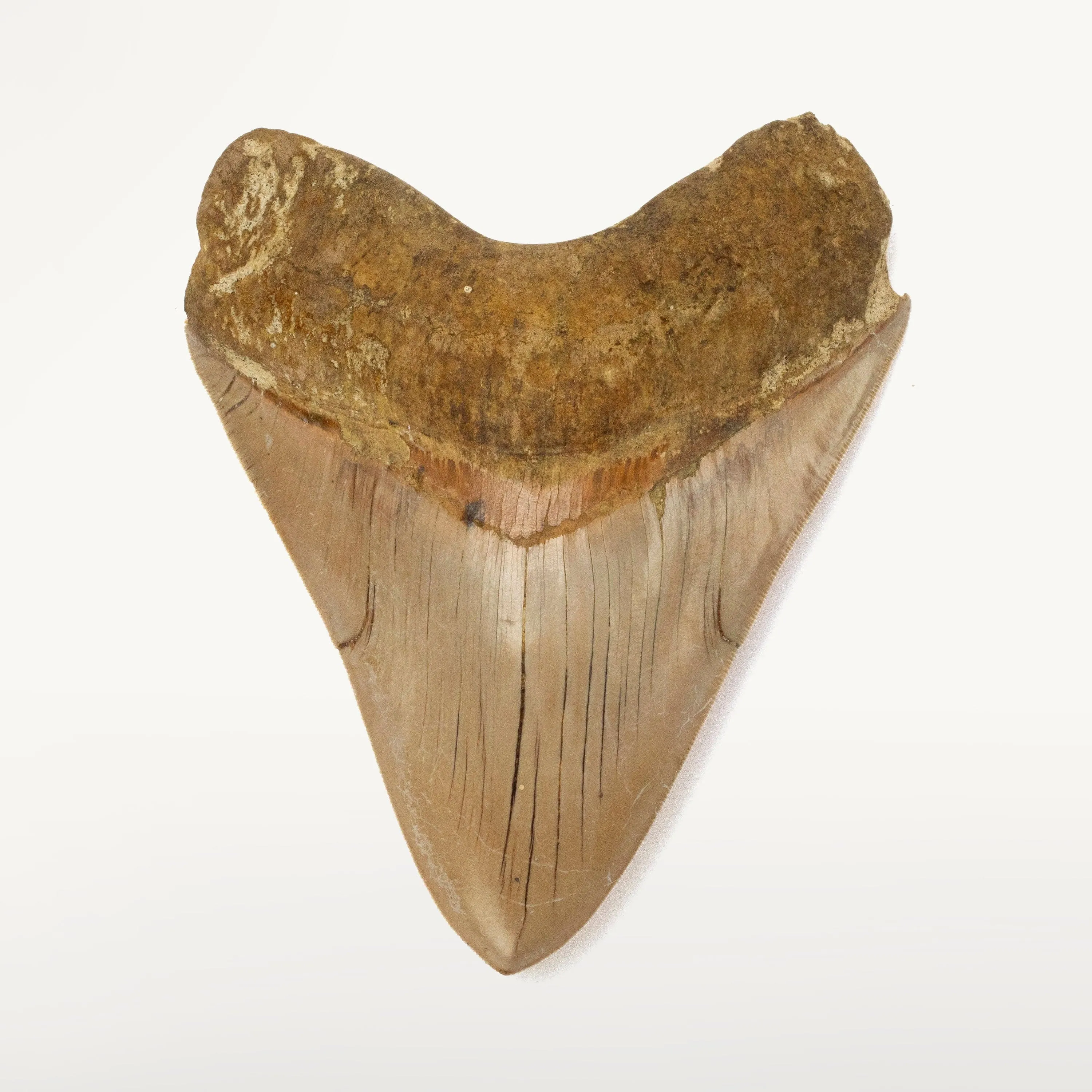 Natural Megalodon Tooth from Indonesia - 5.7